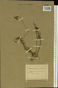 Utricularia vulgaris L., Eastern Europe, Rostov Oblast (E12a) (Russia)