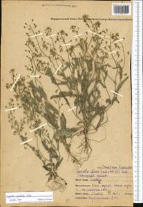 Capsella orientalis Klokov, Middle Asia, Northern & Central Kazakhstan (M10) (Kazakhstan)
