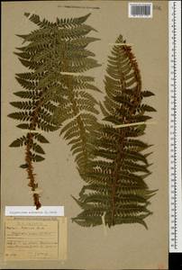 Polystichum aculeatum (L.) Roth, Caucasus, Stavropol Krai, Karachay-Cherkessia & Kabardino-Balkaria (K1b) (Russia)