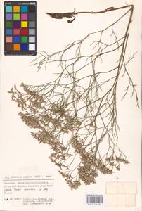 Limonium caspium (Willd.) Gams, Eastern Europe, Lower Volga region (E9) (Russia)