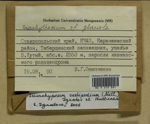 Sciuro -hypnum oedipodium (Mitt.) Ignatov & Huttunen, Bryophytes, Bryophytes - North Caucasus & Ciscaucasia (B12) (Russia)