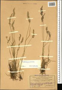 Koeleria pyramidata (Lam.) P.Beauv., Caucasus, Azerbaijan (K6) (Azerbaijan)