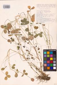 Trifolium fragiferum L., Eastern Europe, Lower Volga region (E9) (Russia)