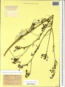 Echinophora orientalis Hedge & Lamond, Caucasus, Armenia (K5) (Armenia)