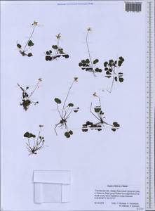 Coptis trifolia (L.) Salisb., Siberia, Russian Far East (S6) (Russia)