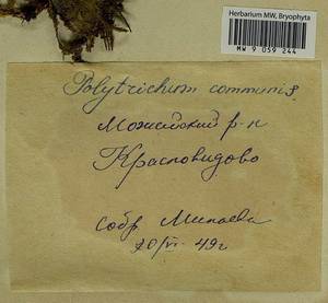 Polytrichum commune Hedw., Bryophytes, Bryophytes - Moscow City & Moscow Oblast (B6a) (Russia)