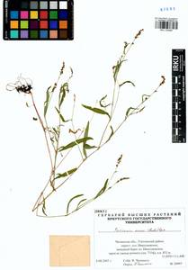 Persicaria minor (Huds.) Opiz, Siberia, Baikal & Transbaikal region (S4) (Russia)