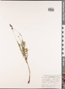 Lavandula angustifolia Mill., Eastern Europe, Central region (E4) (Russia)