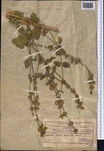 Stachys hissarica Regel, Middle Asia, Western Tian Shan & Karatau (M3) (Uzbekistan)