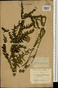 Carduus adpressus C. A. Mey., Caucasus, Krasnodar Krai & Adygea (K1a) (Russia)