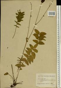 Sanguisorba officinalis L., Eastern Europe, Central forest region (E5) (Russia)