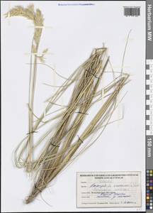 Calamagrostis arenaria (L.) Roth, Western Europe (EUR) (United Kingdom)