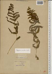 Thelypteris palustris (Salisb.) Schott, Caucasus, Krasnodar Krai & Adygea (K1a) (Russia)