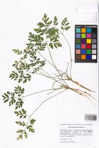 Chaerophyllum temulum L., Eastern Europe, Moscow region (E4a) (Russia)