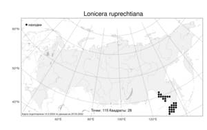 Lonicera ruprechtiana Regel, Atlas of the Russian Flora (FLORUS) (Russia)