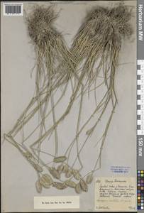 Agropyron cristatum (L.) Gaertn., Middle Asia, Northern & Central Tian Shan (M4) (Kyrgyzstan)