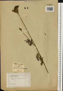 Selinum carvifolia (L.) L., Eastern Europe, North Ukrainian region (E11) (Ukraine)