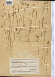 Petrosimonia sibirica (C. A. Mey.) Bunge, Middle Asia, Muyunkumy, Balkhash & Betpak-Dala (M9) (Kazakhstan)