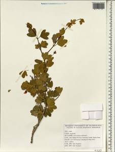 Acer monspessulanum L., South Asia, South Asia (Asia outside ex-Soviet states and Mongolia) (ASIA) (Iran)