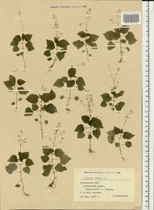 Circaea alpina L., Eastern Europe, Latvia (E2b) (Latvia)
