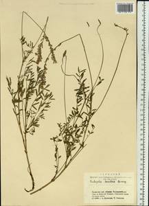 Onobrychis arenaria subsp. arenaria, Siberia, Altai & Sayany Mountains (S2) (Russia)