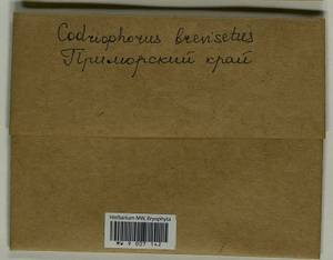 Dilutineuron brevisetum (Lindb.) Bedn.-Ochyra, Sawicki, Ochyra, Szczecińska & Plášek, Bryophytes, Bryophytes - Russian Far East (excl. Chukotka & Kamchatka) (B20) (Russia)