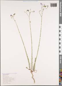 Linum austriacum subsp. squamulosum (Juz.), Caucasus, Black Sea Shore (from Novorossiysk to Adler) (K3) (Russia)
