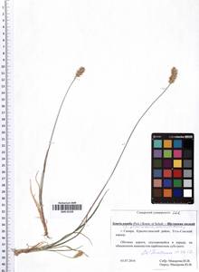 Setaria pumila (Poir.) Roem. & Schult., Eastern Europe, Middle Volga region (E8) (Russia)