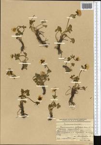 Ranunculus karelinii Czerep., Middle Asia, Western Tian Shan & Karatau (M3) (Kyrgyzstan)