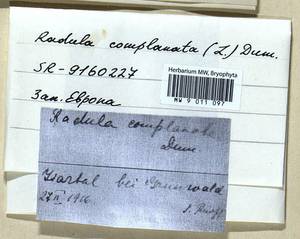 Radula complanata (L.) Dumort., Bryophytes, Bryophytes - Western Europe (BEu) (Germany)