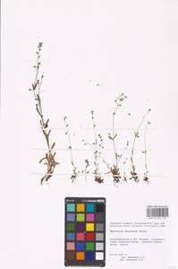 Myosotis discolor Pers., Eastern Europe, Moscow region (E4a) (Russia)