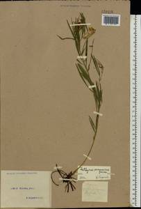 Lathyrus pannonicus (Jacq.) Garcke, Eastern Europe, North Ukrainian region (E11) (Ukraine)