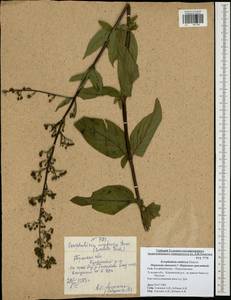 Scrophularia umbrosa Dumort., Eastern Europe, Central region (E4) (Russia)