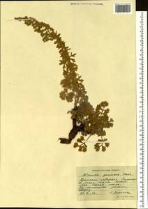 Artemisia pannosa Krasch., Siberia, Russian Far East (S6) (Russia)