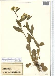 Eutrema integrifolium (DC.) Bunge, Middle Asia, Pamir & Pamiro-Alai (M2) (Kyrgyzstan)