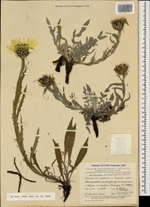 Centaurea cheiranthifolia Willd., Caucasus, Armenia (K5) (Armenia)