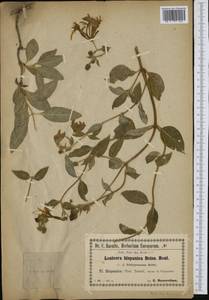 Lonicera periclymenum subsp. hispanica (Boiss. & Reut.) Nyman, Western Europe (EUR) (Spain)