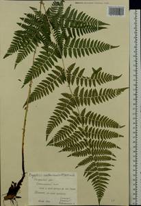 Dryopteris carthusiana (Vill.) H. P. Fuchs, Eastern Europe, Central region (E4) (Russia)