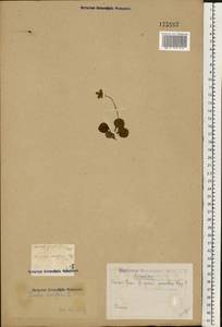 Moneses uniflora (L.) A. Gray, Eastern Europe, Eastern region (E10) (Russia)