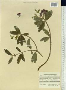 Skimmia japonica var. intermedia Komatsu, Siberia, Russian Far East (S6) (Russia)