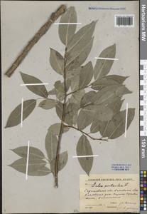 Salix pentandra L., Eastern Europe, Lower Volga region (E9) (Russia)