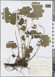 Alchemilla hebescens Juz., Siberia, Altai & Sayany Mountains (S2) (Russia)