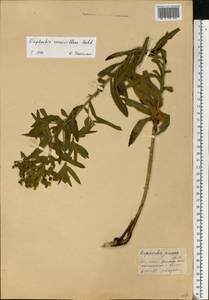 Euphorbia semivillosa (Prokh.) Krylov, Eastern Europe, Eastern region (E10) (Russia)