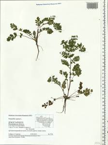 Potentilla supina L., Eastern Europe, Central region (E4) (Russia)