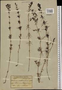 Galium verum subsp. verum, Siberia, Baikal & Transbaikal region (S4) (Russia)