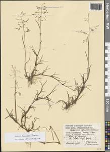 Catabrosa aquatica (L.) P.Beauv., Eastern Europe, Northern region (E1) (Russia)