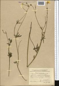 Ranunculus polyanthemos L., Middle Asia, Western Tian Shan & Karatau (M3) (Kyrgyzstan)