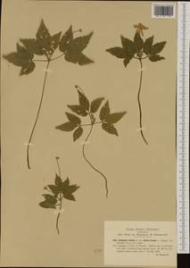 Anemone trifolia L., Western Europe (EUR) (Italy)