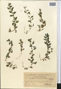 Parietaria lusitanica subsp. serbica (Pancic) P. W. Ball, Middle Asia, Western Tian Shan & Karatau (M3) (Kazakhstan)