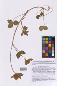 Trifolium pratense subsp. pratense, Eastern Europe, South Ukrainian region (E12) (Ukraine)